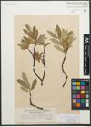 Foto von Salix glaucosericea Flod.